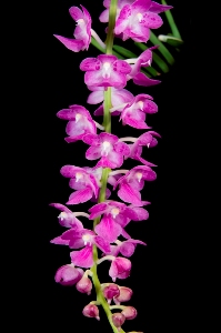 Aerides krabiensis Sayer AM/AOS 82 pts.